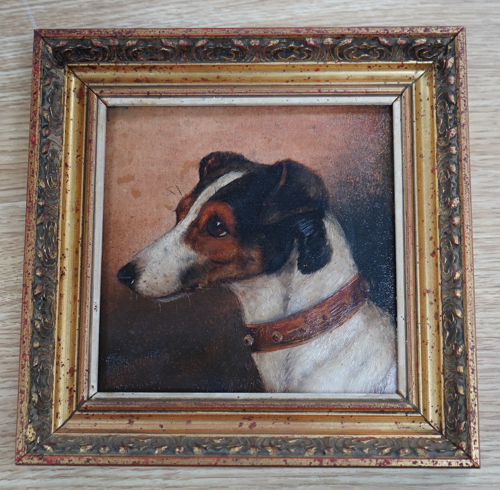 Early 20th century English School, oil, Study of a Jack Russell terrier, unsigned, 14 x 14cm, gilt framed. Condition - fair to good